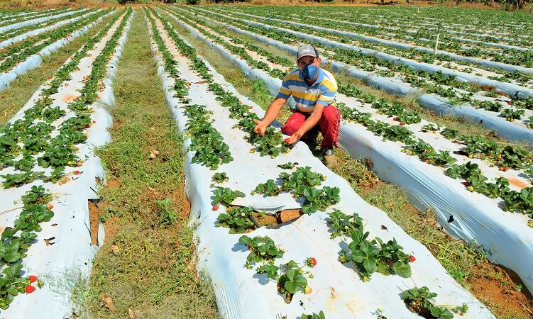 CLDF: Comissão aprova projeto que incentiva a agricultura urbana