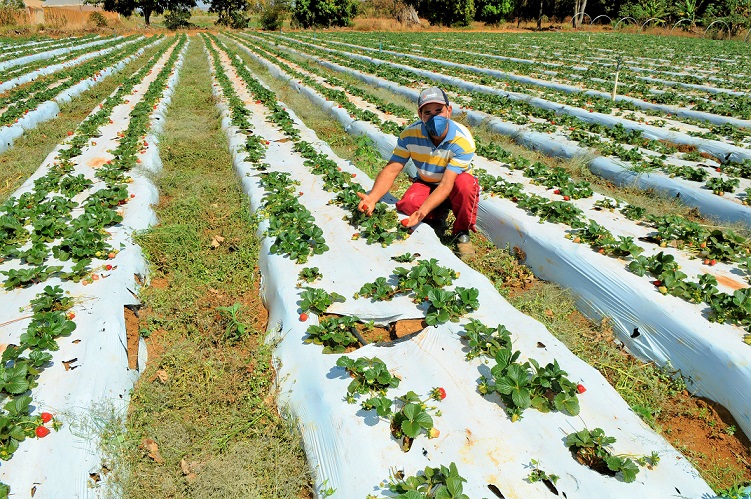 CLDF: Comissão aprova projeto que incentiva a agricultura urbana