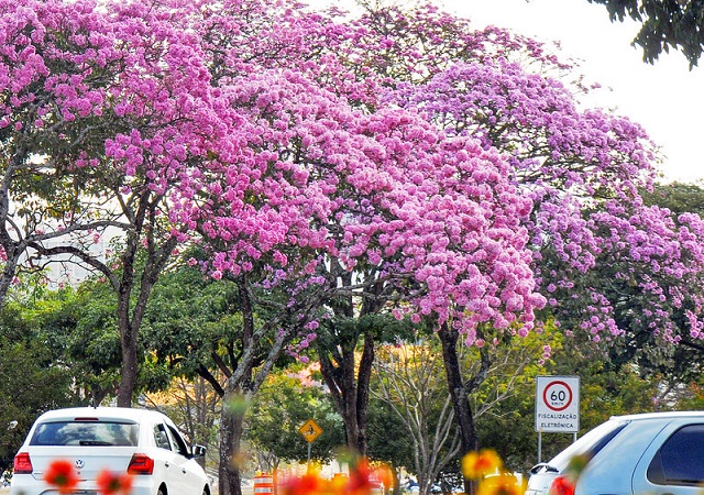 Começa a temporada de ipês no DF enchendo a capital de cor e beleza