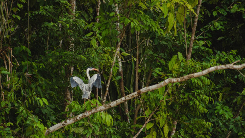 Como a iniciativa privada pode contribuir no combate ao desmatamento da Amazônia?￼