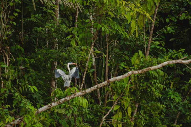 Como a iniciativa privada pode contribuir no combate ao desmatamento da Amazônia?￼