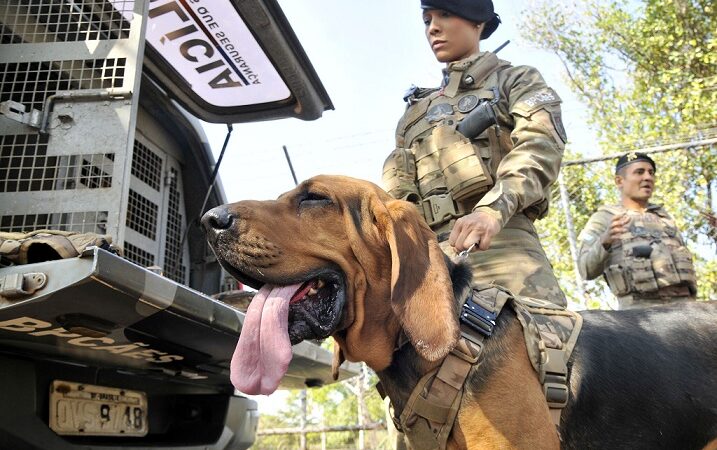 Cães policiais do Distrito Federal fazem rastreamento de fugitivos e desaparecidos