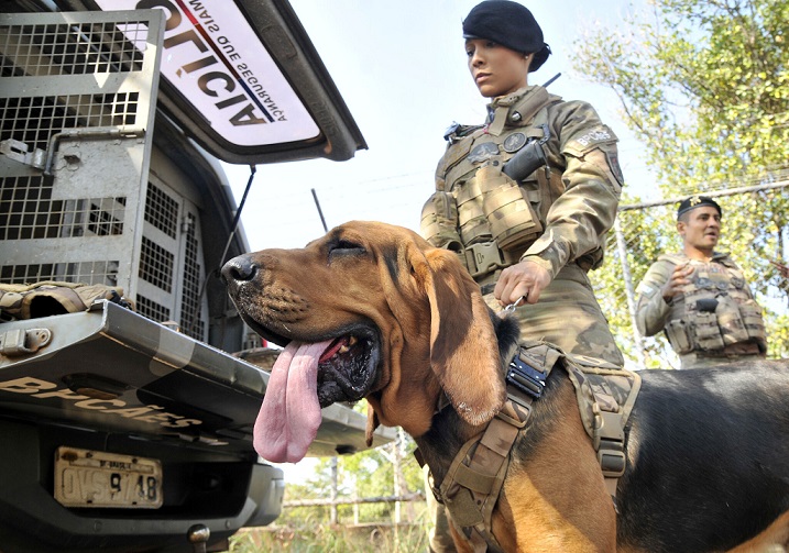 Cães policiais do Distrito Federal fazem rastreamento de fugitivos e desaparecidos