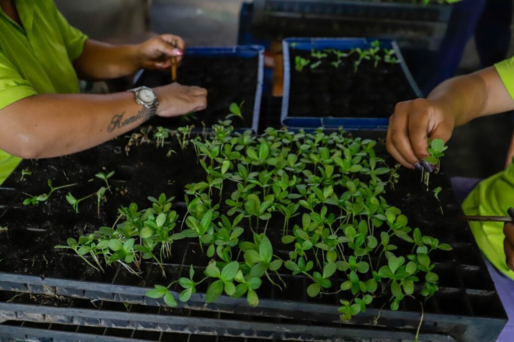 Cidade Parque: Mais 100 mil árvores serão plantadas em todo o DF