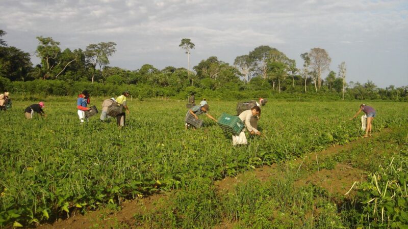 PAA: agricultores contam como melhoraram a renda e combateram a fome