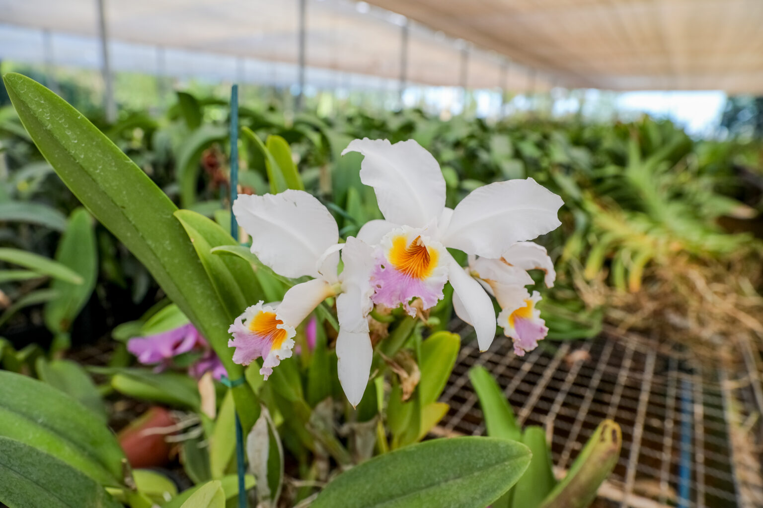 Ganhou flores? Veja dicas para cuidar do seu presente