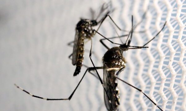 Brasil tem 254 mil casos de chikungunya; doença matou 161 este ano