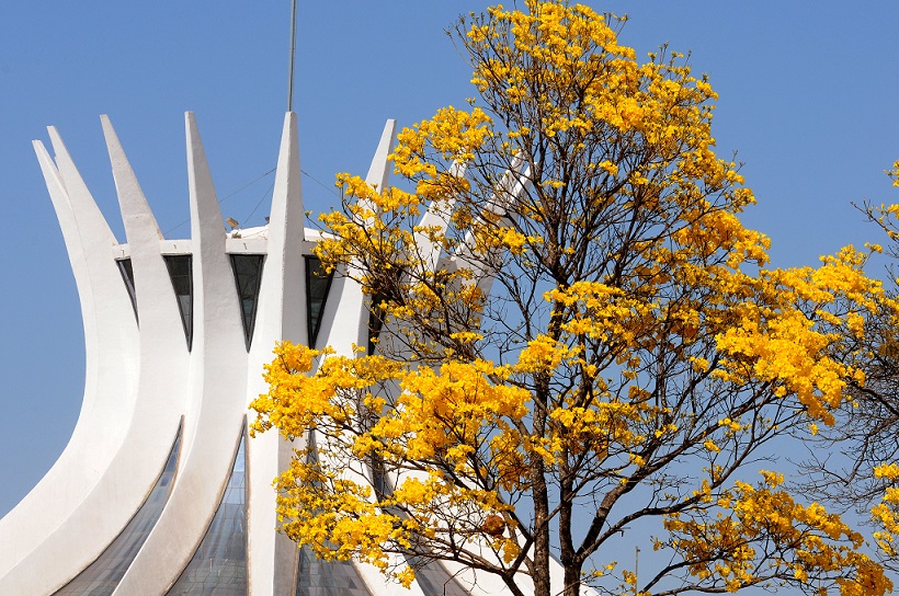 Governo abre licitação para plano de arborização nas RAs