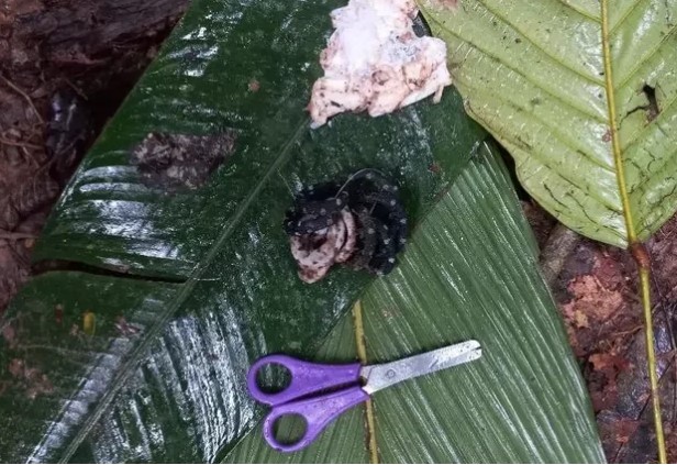 Vejas as pistas que ajudaram a encontrar crianças colombianas na floresta