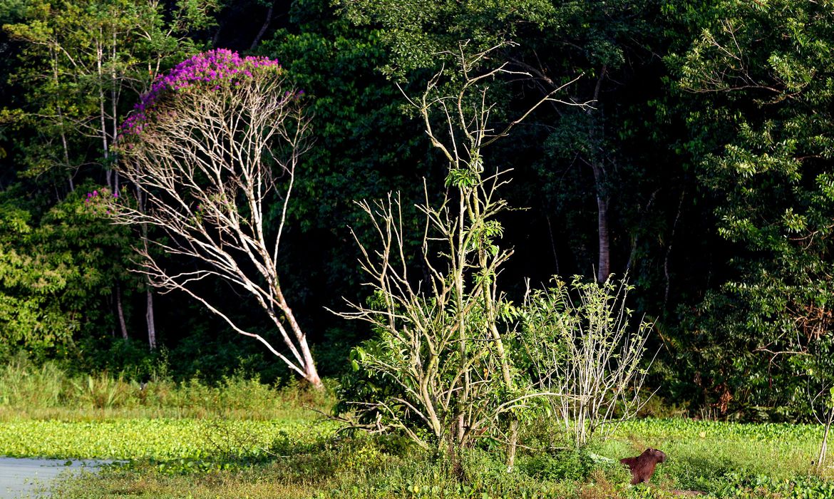 Brasil estoca no solo o equivalente a 70 anos de emissões de CO2