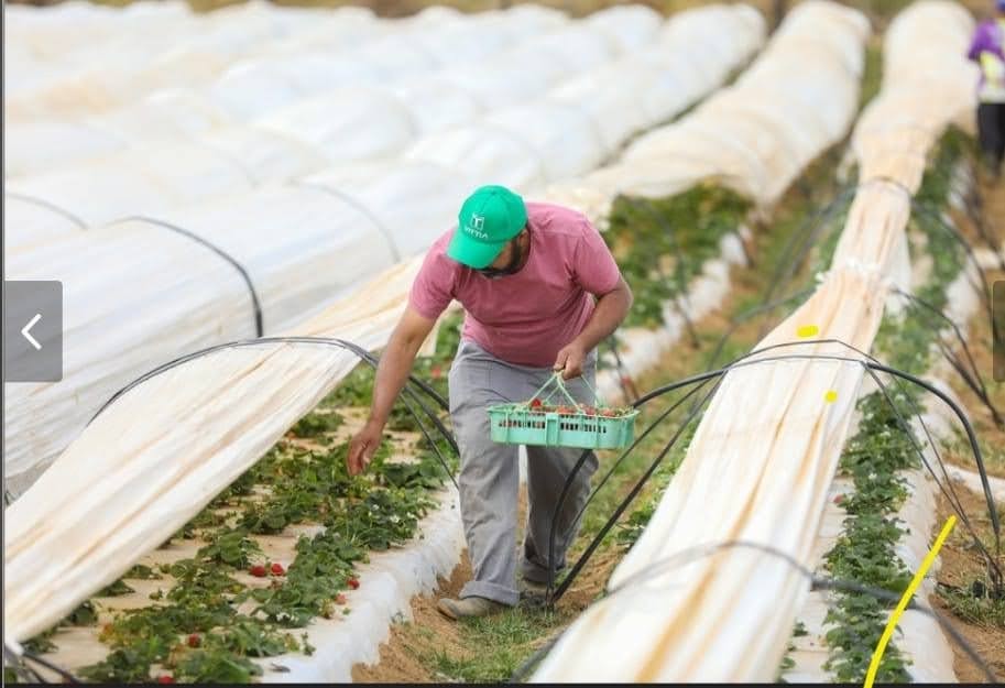 Temporada do morango em Brazlândia impulsiona produção e economia do Distrito Federal