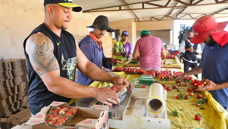 Vem aí a 27ª Festa do Morango de Brazlândia que começa no dia 01/09