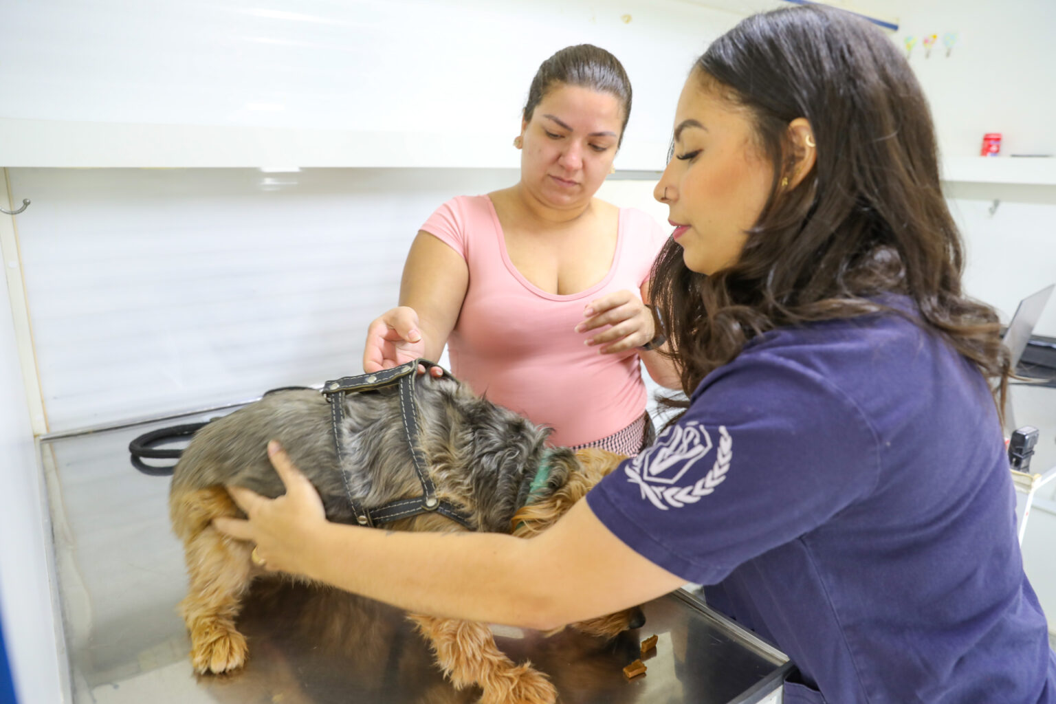 GDF disponibiliza 4 mil vagas para castração gratuita de cães