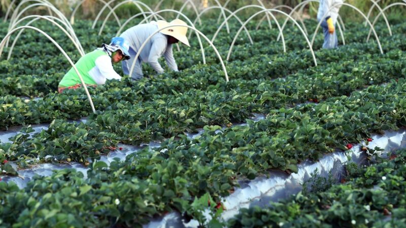 Plataforma do Desenrola renegociará dívidas de agricultores familiares