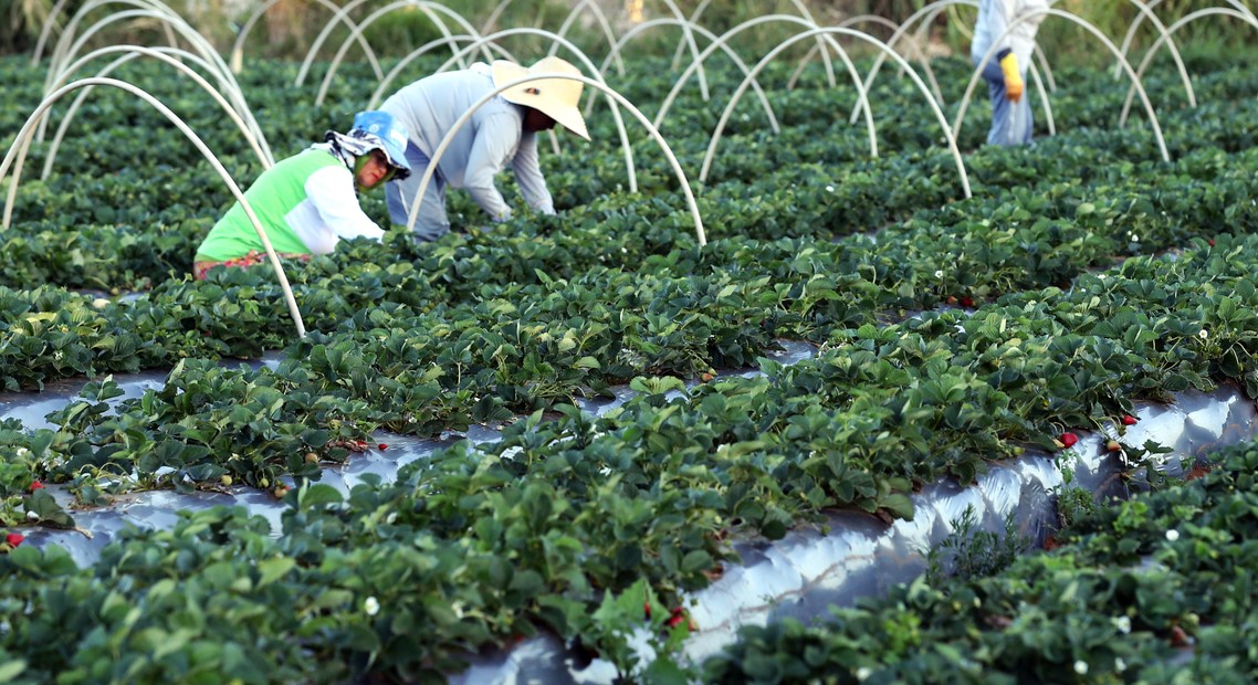 Plataforma do Desenrola renegociará dívidas de agricultores familiares