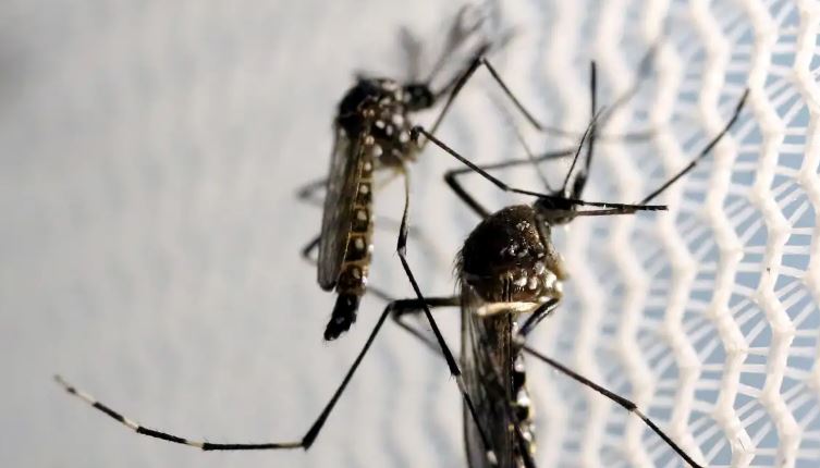 Brasil se aproxima de 1 milhão de casos prováveis de dengue