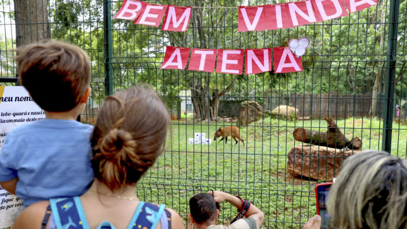 Mascote do zoo, loba-guará Atena já pode ser visitada em recinto