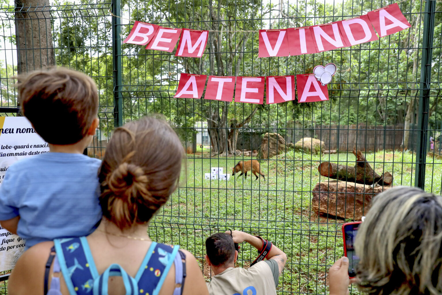 Mascote do zoo, loba-guará Atena já pode ser visitada em recinto