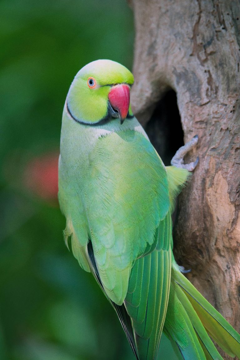 Participe da regulamentação da criação em cativeiro de fauna exótica no DF