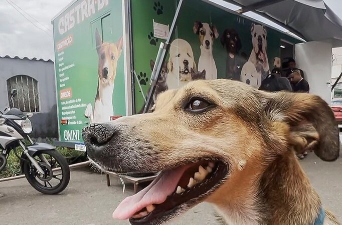 Campanha mensal de castração gratuita do GDF beneficiará 2 mil pets