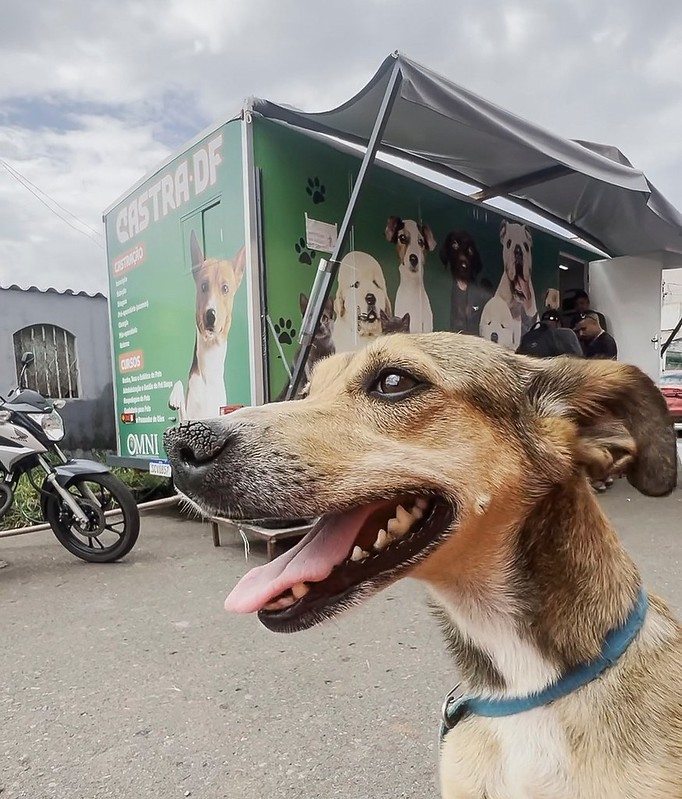 Campanha mensal de castração gratuita do GDF beneficiará 2 mil pets