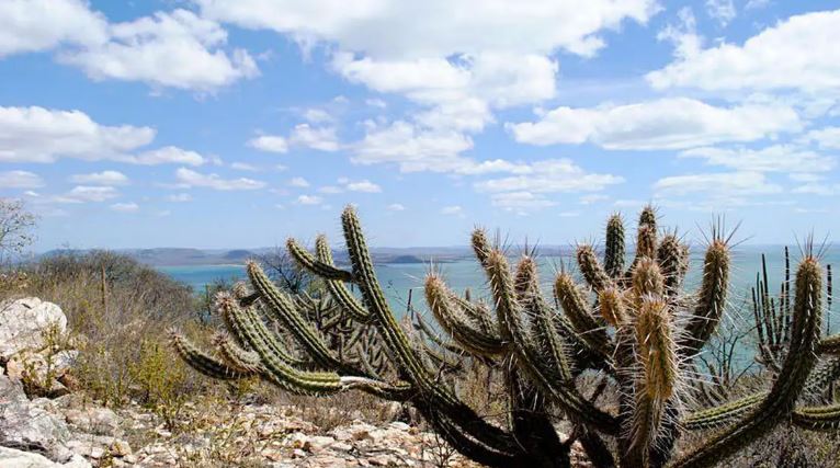 Brasil já perdeu 34 milhões dos 82,6 milhões de hectares da Caatinga