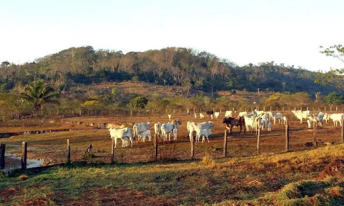 DF está livre de febre aftosa sem vacinação e abre caminho para exportação