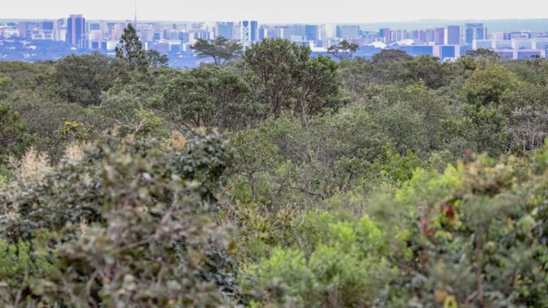 Abertas inscrições para bolsas de pesquisa sobre produtos florestais não madeireiros do Cerrado