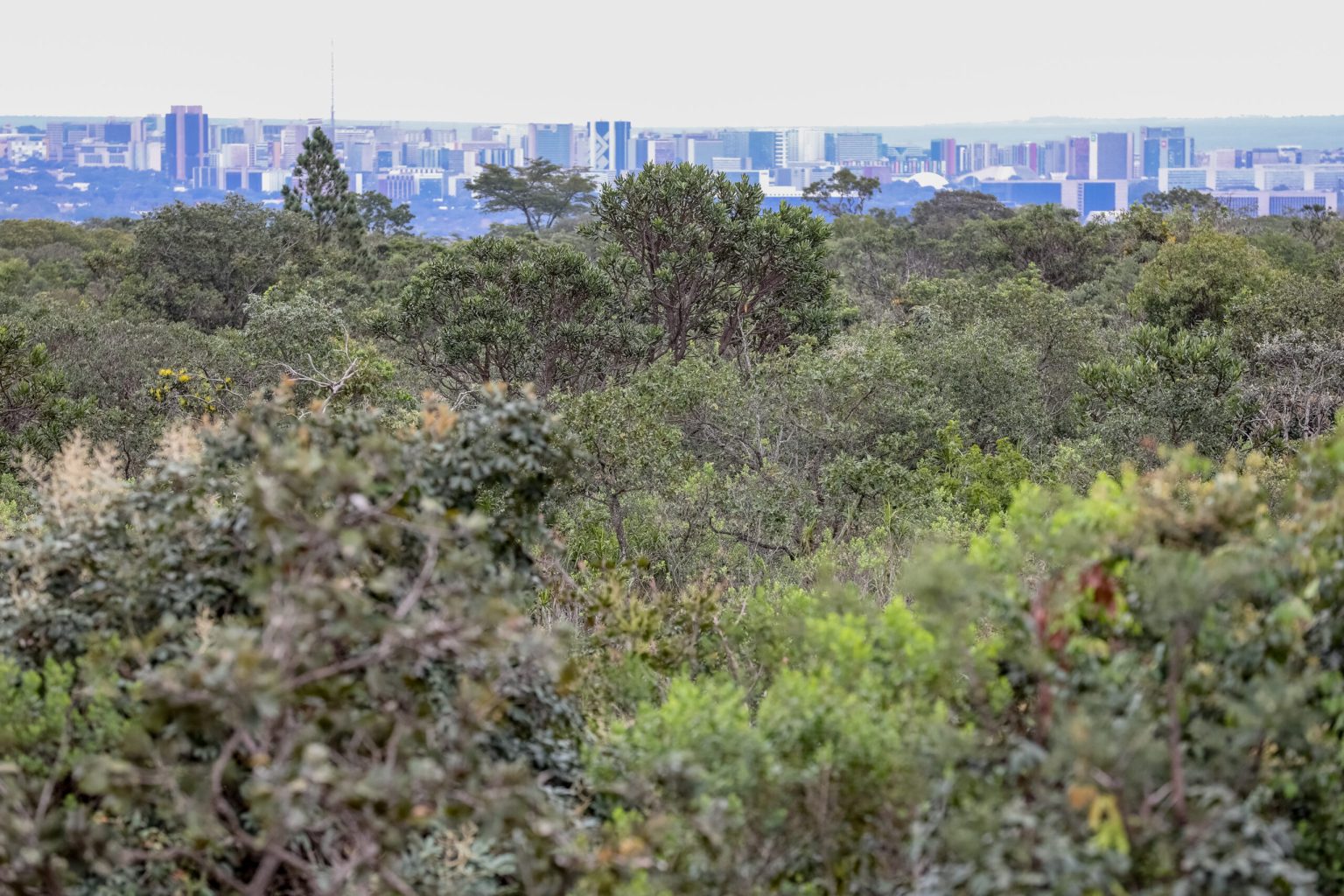 Abertas inscrições para bolsas de pesquisa sobre produtos florestais não madeireiros do Cerrado