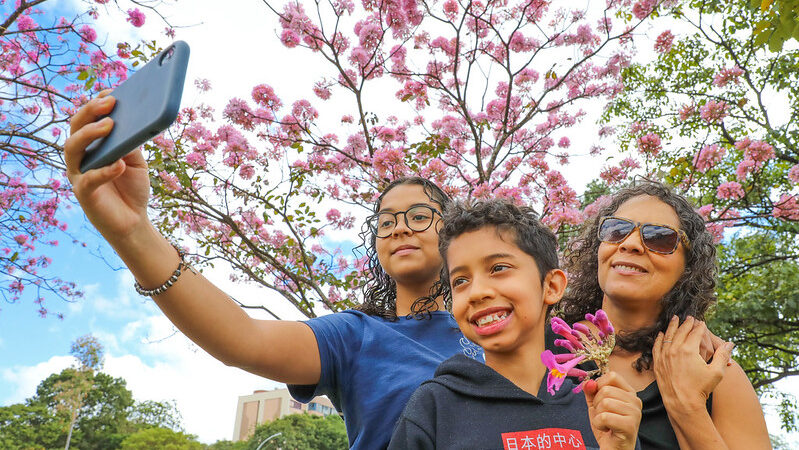 Temporada dos Ipês no DF: Brasilienses apreciam floração dos ipês-roxos