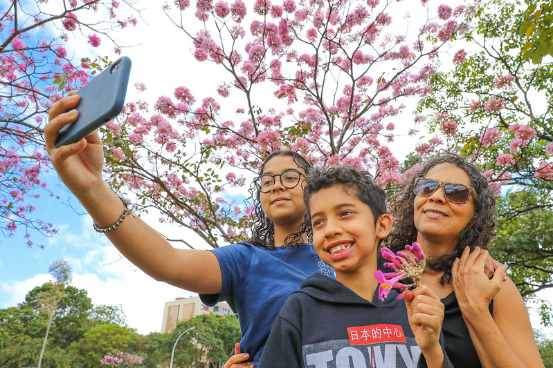 Temporada dos Ipês no DF: Brasilienses apreciam floração dos ipês-roxos