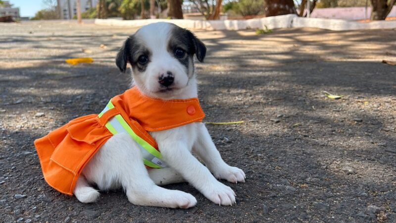 Projeto Cata Pata volta a promover resgate e adoção de cães