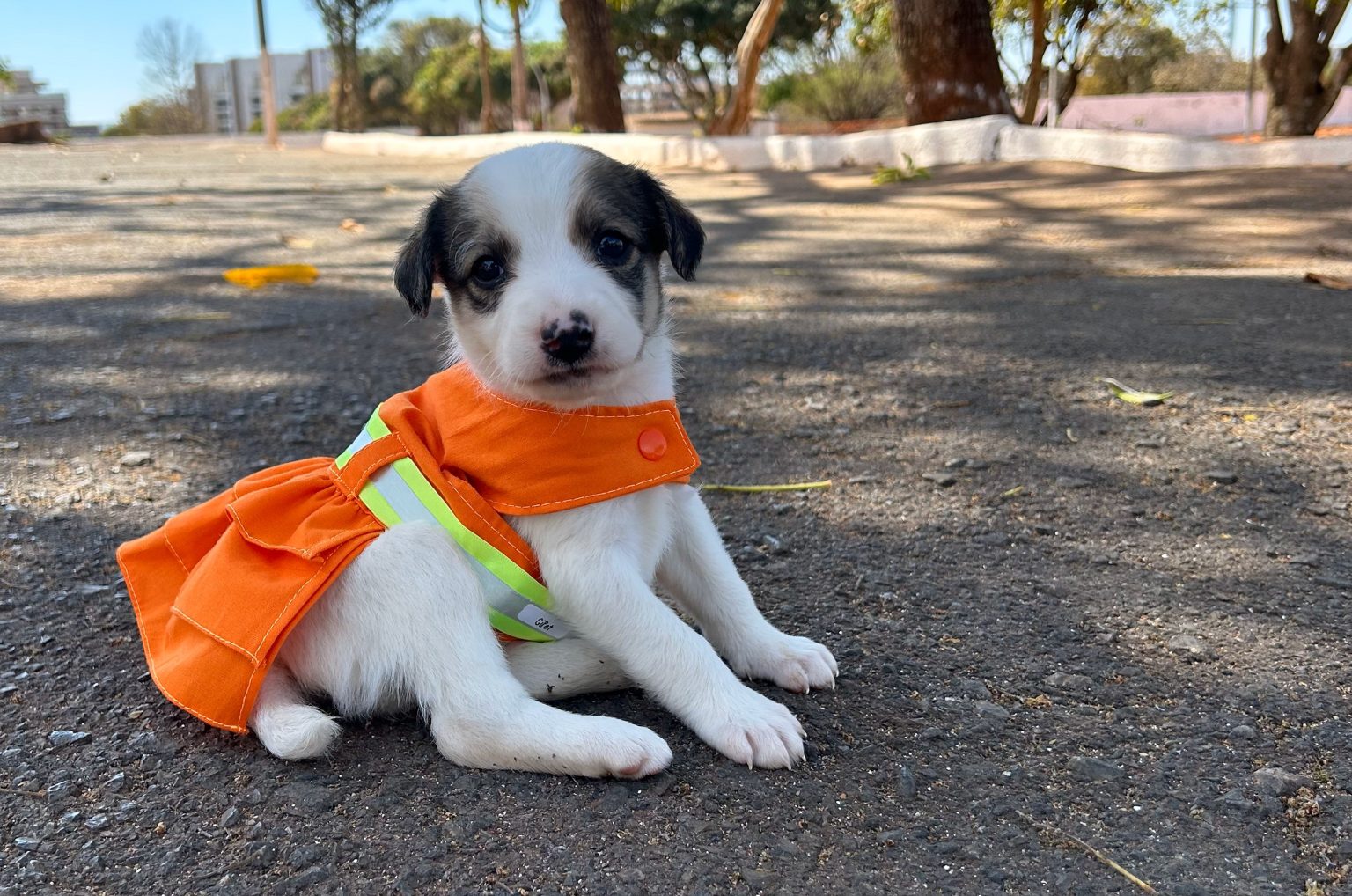 Projeto Cata Pata volta a promover resgate e adoção de cães