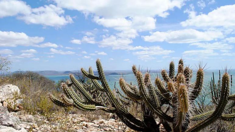 Mais de um milhão de hectares serão protegidos na Caatinga