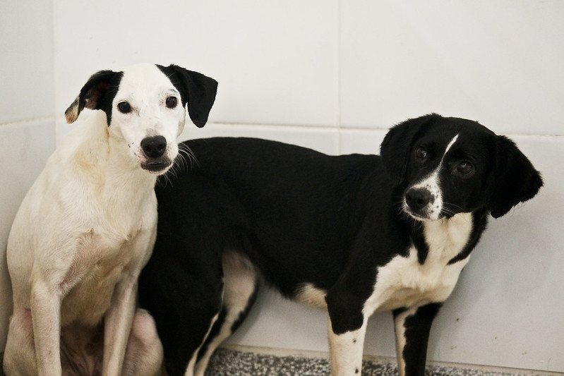 Cadastro para castração gratuita de pets será feito nesta quarta (31) e na quinta (1º/8)