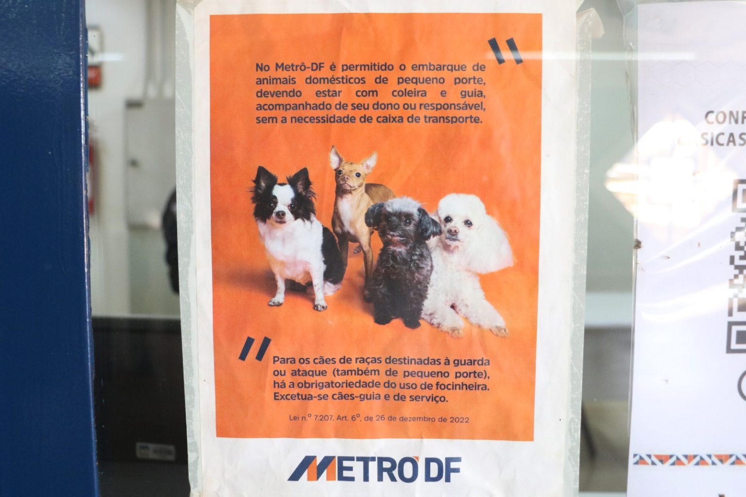 Transporte de animais de estimação no metrô tem regras especiais