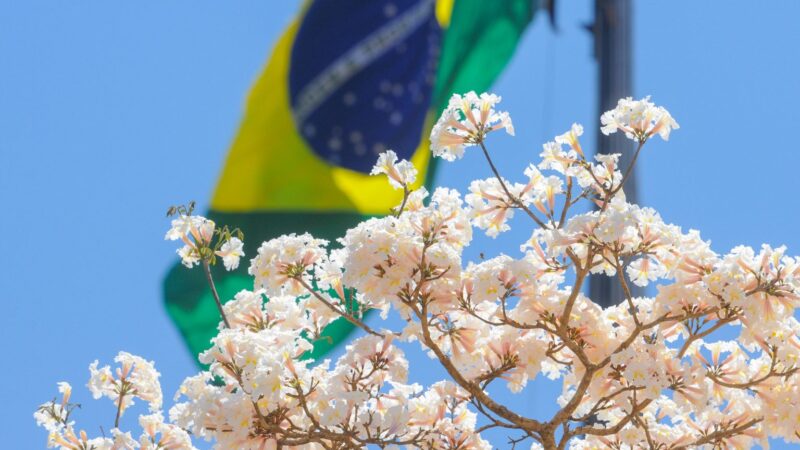 Floração simultânea de ipês embeleza as ruas do Distrito Federal