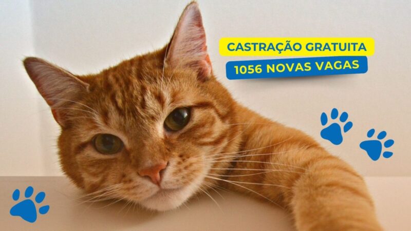 Campanha mensal de castração gratuita do GDF beneficiará 1.056 pets