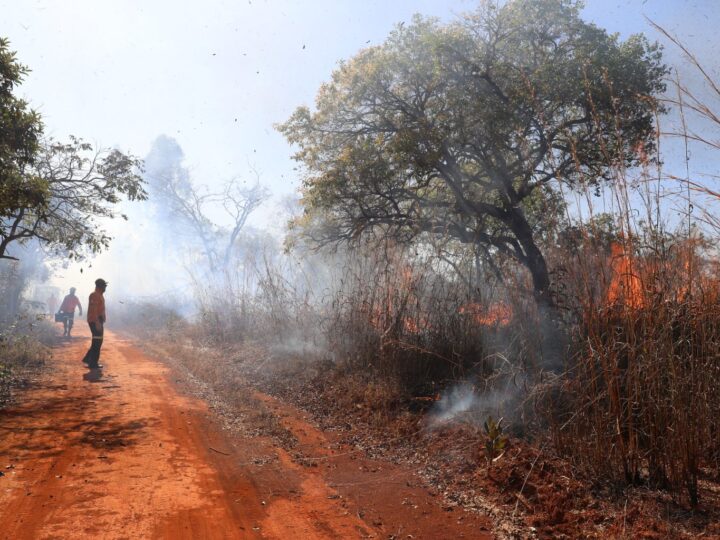 Saiba quais são os canais para denunciar incêndios florestais no DF