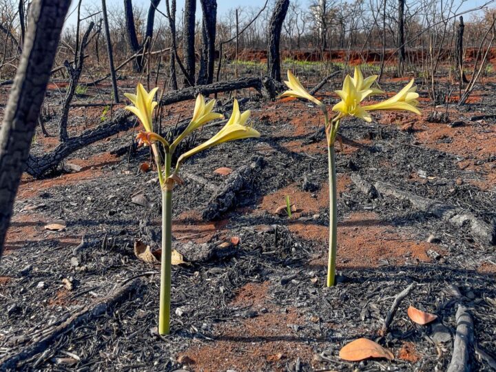 Flores brotam em meio a cenário devastado por incêndio florestal nas proximidades da Torre Digital