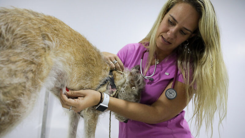 Outubro Rosa Pet: GDF garante tratamento gratuito de câncer de mama para animais domésticos