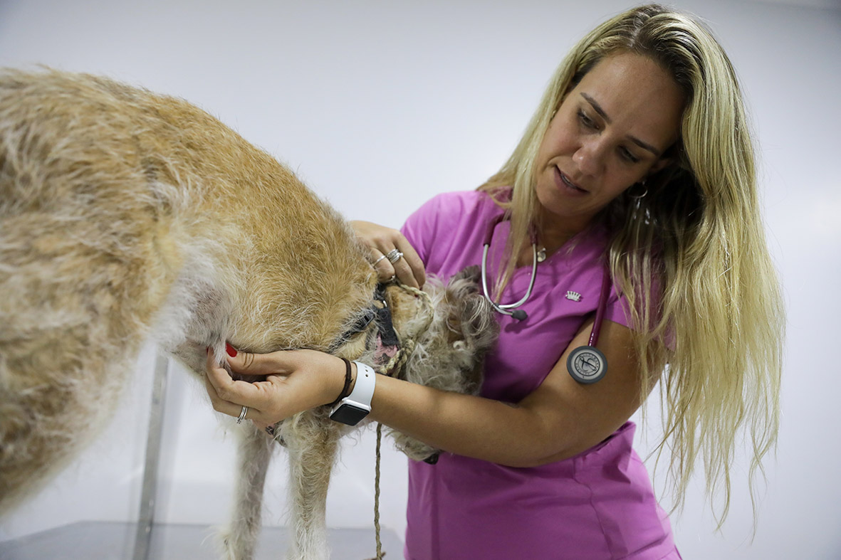 Outubro Rosa Pet: GDF garante tratamento gratuito de câncer de mama para animais domésticos