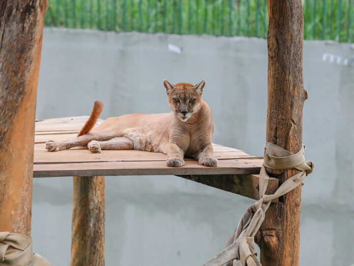 Onças-pardas retornam ao Zoológico de Brasília após ambiente ser reformado