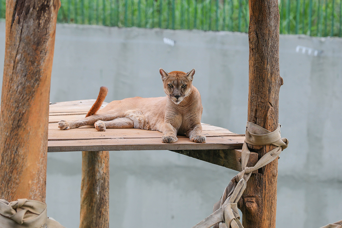 Onças-pardas retornam ao Zoológico de Brasília após ambiente ser reformado