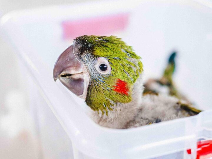 Aves raras, duas ararinhas-de-testa-vermelha nascem no Zoo de Brasília