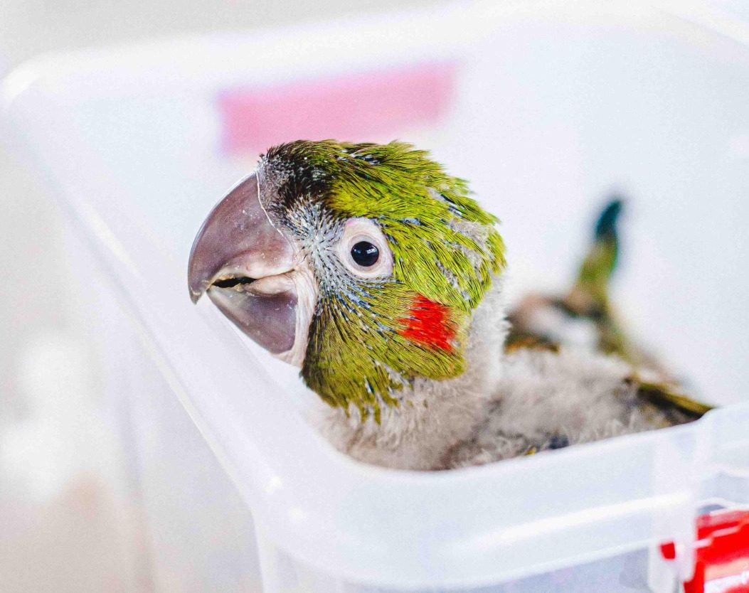 Aves raras, duas ararinhas-de-testa-vermelha nascem no Zoo de Brasília