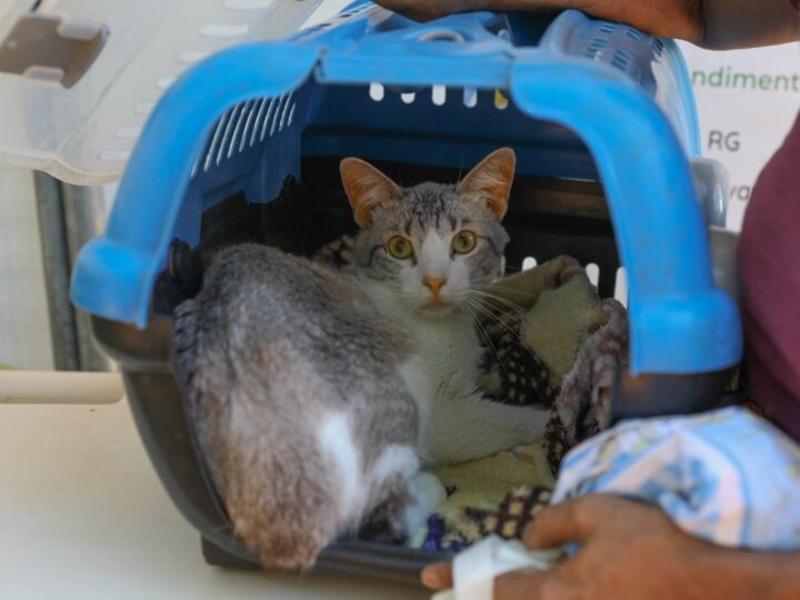 Campanha mensal de castração gratuita do GDF atenderá 588 pets