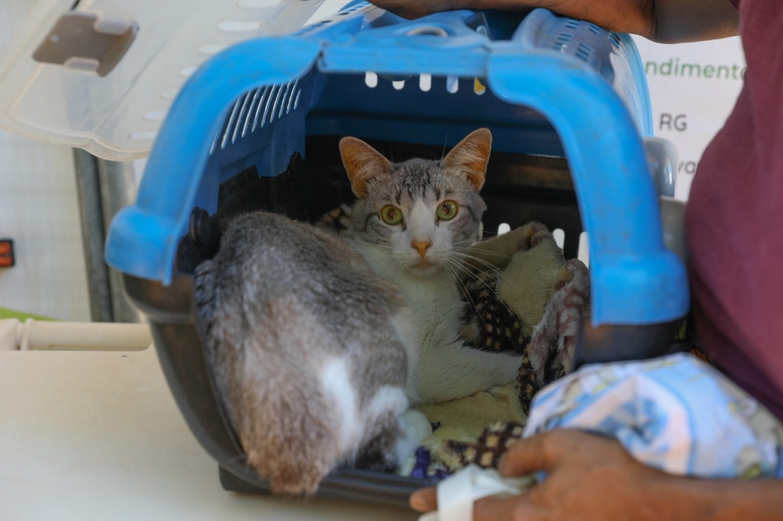 Campanha mensal de castração gratuita do GDF atenderá 588 pets