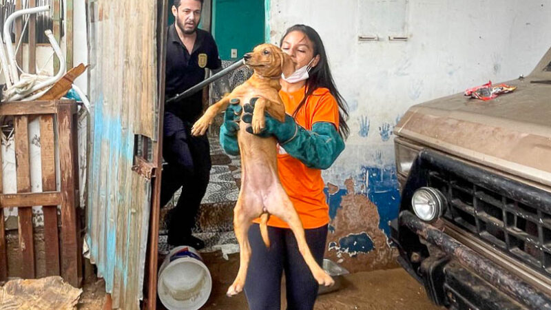 Operação conjunta do GDF resgata cerca de 100 cães em condições insalubres em residência na Candangolândia