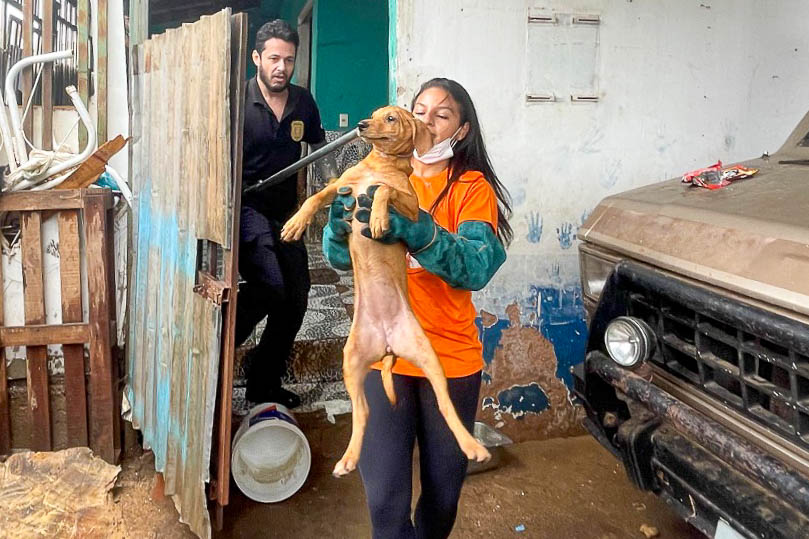 Operação conjunta do GDF resgata cerca de 100 cães em condições insalubres em residência na Candangolândia